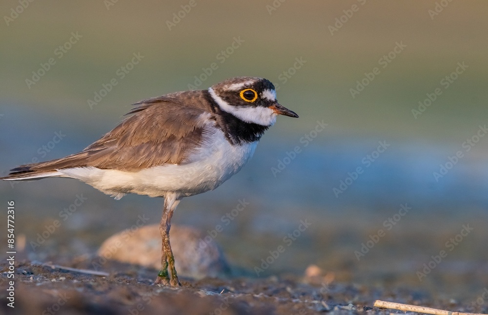 Little Ringed Plover (Charadrius dubius) is a cute species found in many wetlands around the world. It is a common wetland bird in Turkey. Little Ringed Plover (Charadrius dubius) is a cute species found in many wetlands around the world. It is a common wetland bird in Turkey.