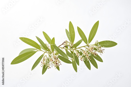 Green Branch with White Flowers