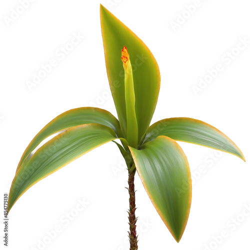 Bromeliad leaf long sword shaped leaf with serrated edges and striped variegation Guzmania lingulata photo