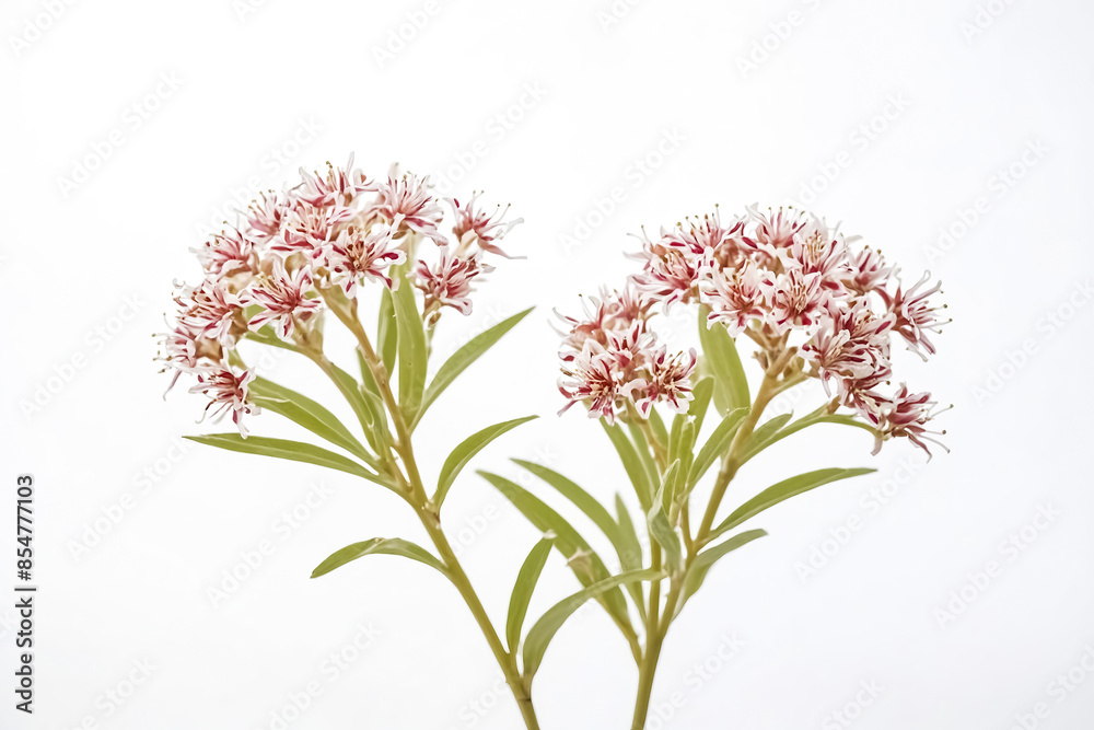 Obraz premium Closeup of Pink and White Flowers with Green Stems on a White Background