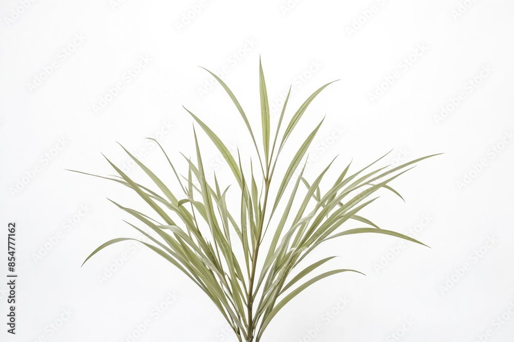 Fototapeta premium Green Plant Leaves on White Background