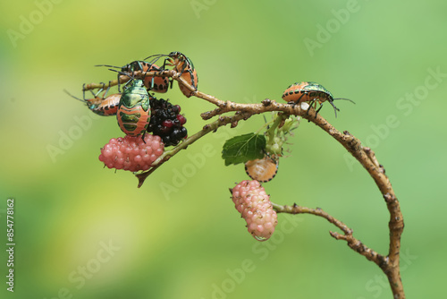 A number of young harlequin bugs are feeding on mulberry leaves and fruit. This beautiful, rainbow-colored insect has the scientific name Tectocoris diophthalmus. photo