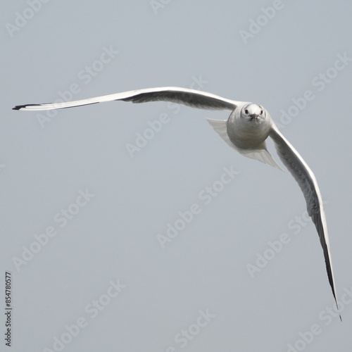 black headed gull in flight