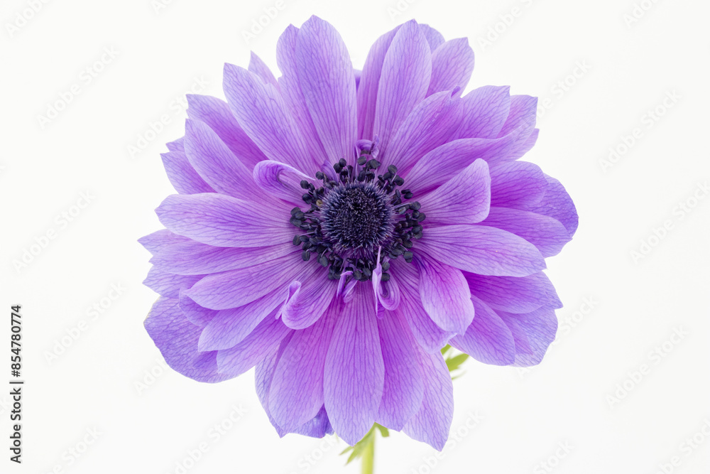 Blue Anemone coronaria De Caen 'Mr Fokker' Blue Anemone coronaria De Caen 'Mr Fokker'