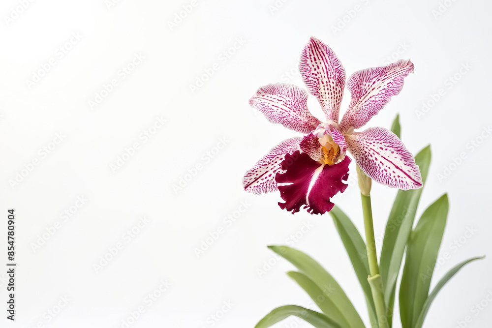 Obraz premium Close-up of a vibrant pink and white orchid flower with a blurred white background.