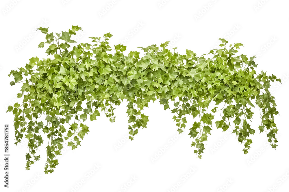 Fototapeta premium Lush Green Vine Branch Isolated on White Background