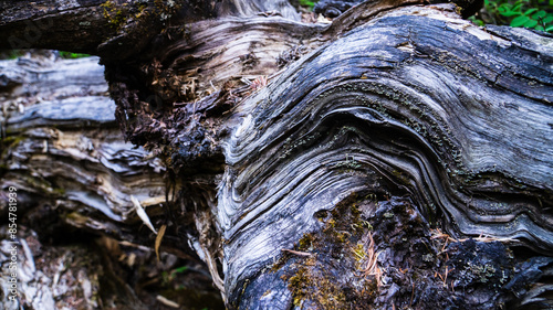 Canvas Print Woods decomposing in the wild with a deconstructed art vision like an elephant e
