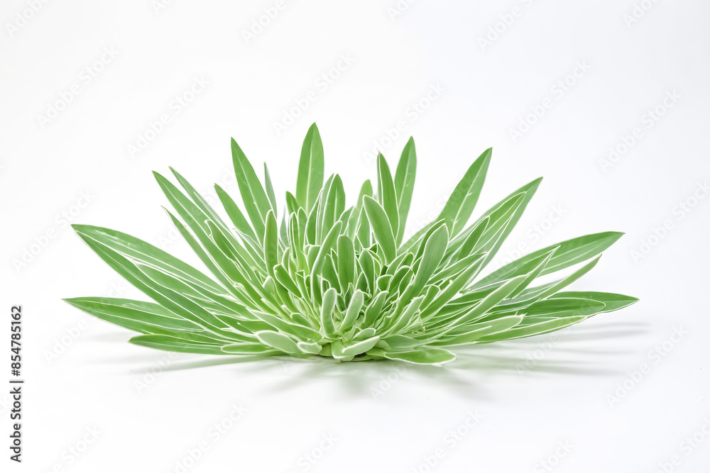 Fototapeta premium Lush Green Plant on White Background