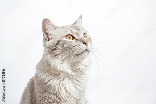 Close-up of a fluffy white cat with yellow eyes looking up