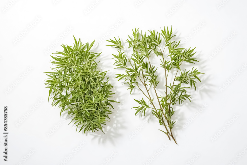 Fototapeta premium Green leaves on white background