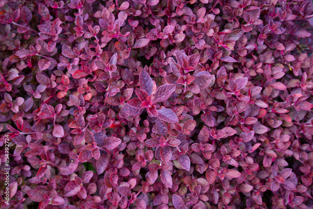 background of pink flowers naturally background of pink flowers naturally