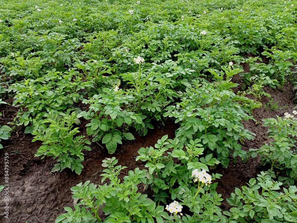 A field of green potato plants blooming in the field. The topic of growing vegetables. Farming and agriculture. Green potato plants in the field are planted in equal rows.