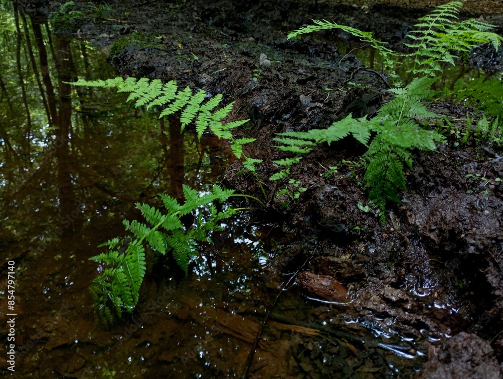 Naklejka premium Green young fern growing on an old black oak stump in the forest. Natural backgrounds and textures in fern.