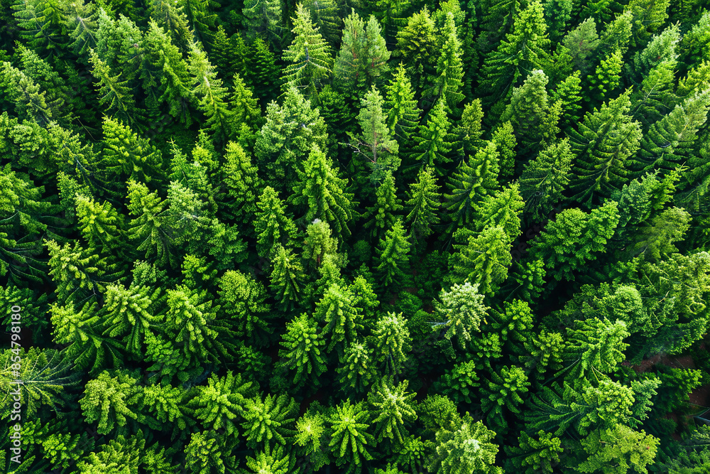 Expansive Aerial View of Dense Fir Forest - Natural Green Patterns Expansive Aerial View of Dense Fir Forest - Natural Green Patterns