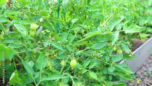 Wallpaper Mural Beds with green tomatoes. Greenhouse with tomato bushes. Green seedlings. Agriculture and farming. Torontodigital.ca