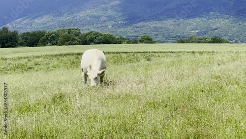 single white milky cow grazing in a summer meadow
