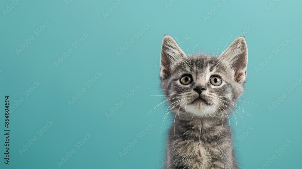 Fototapeta premium Curious gray kitten on colored backdrop with blank space