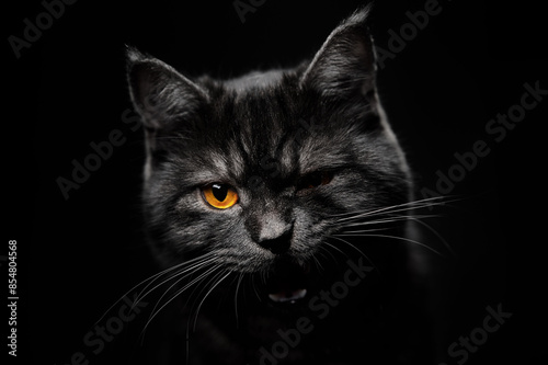 Adorable scottish black tabby cat on black background.