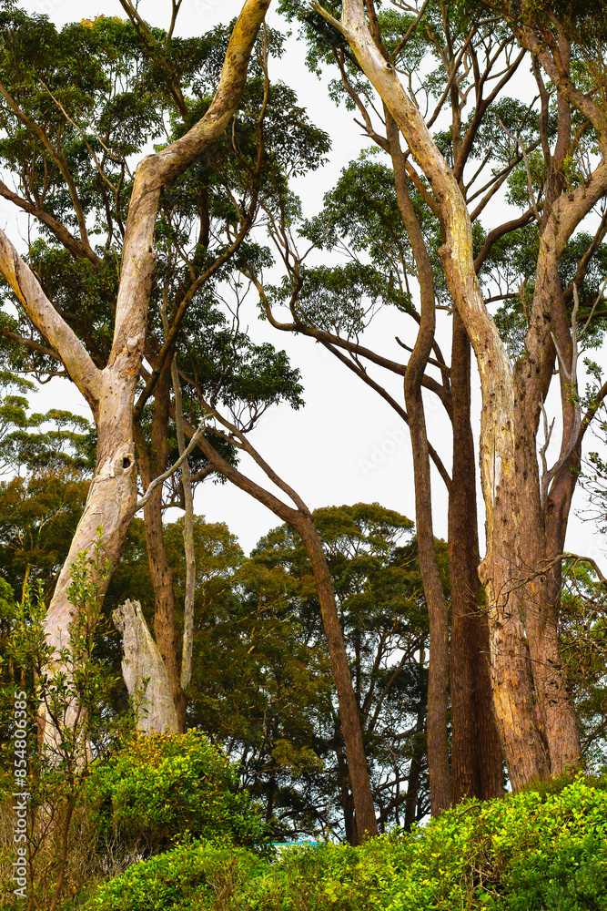 Fototapeta premium Coastal trees