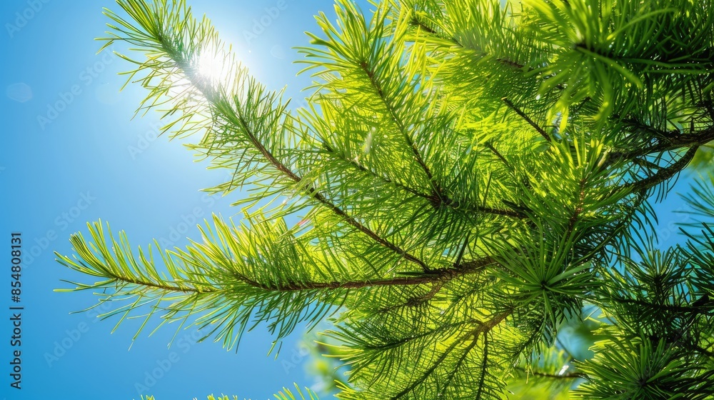 Fototapeta premium Vibrant green larch foliage against a clear sky symbolizes resilience and growth