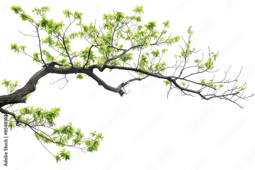 Tree Branch. Green Branch in White Corner Frame Isolated on Natural Background Tree Branch. Green Branch in White Corner Frame Isolated on Natural Background