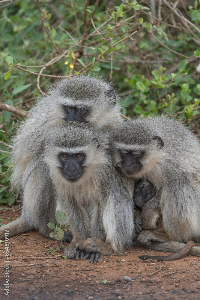 Three Vervet Monkeys cuddling close together in the cold winter day. Kruger Park. Three Vervet Monkeys cuddling close together in the cold winter day. Kruger Park.