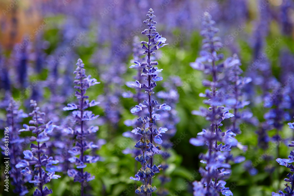 Close-up view of Blue Salvia in garden Close-up view of Blue Salvia in garden