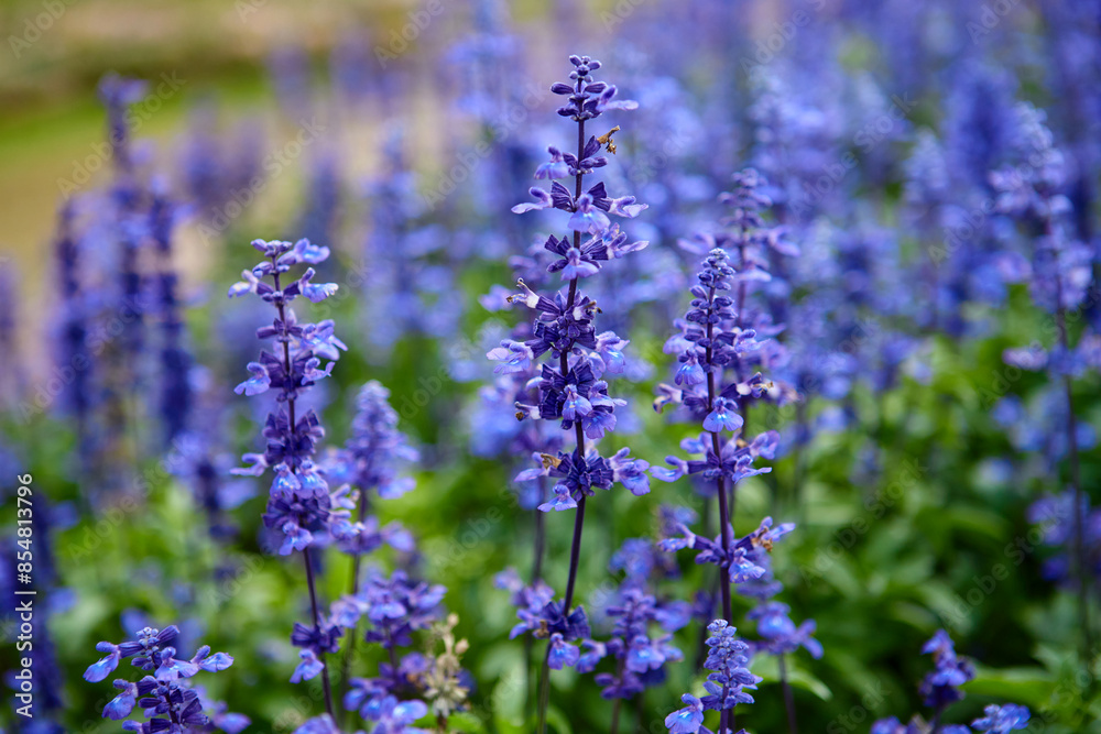 Close-up view of Blue Salvia in garden Close-up view of Blue Salvia in garden
