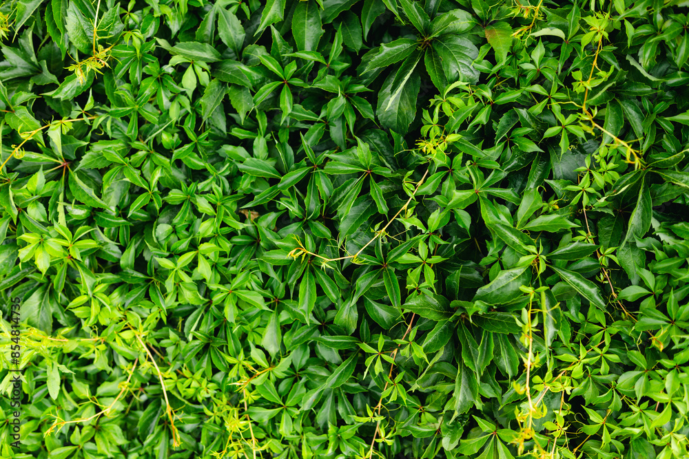 Obraz premium Pattern of Parthenocissus quinquefolia. Ornamental plant as green textured wall background. Virginia creeper, Victoria creeper, five leaved ivy, woodbine