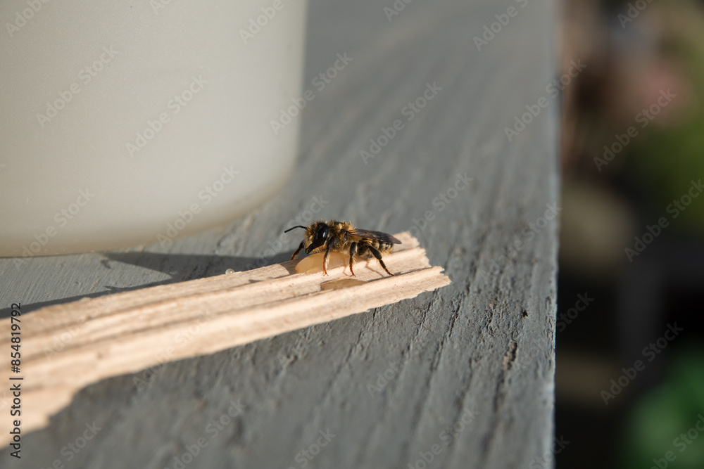 Obraz premium kleine gerettete Biene - wärmen und trocknen auf einem Stück Holz mit etwas Honig zur Stärkung