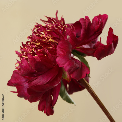 A dark red peony flower isolated on a beige background.