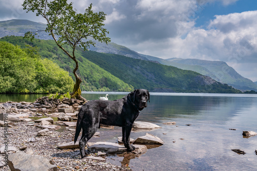 the circular walk around Llanberis lake , Snowdonia photo