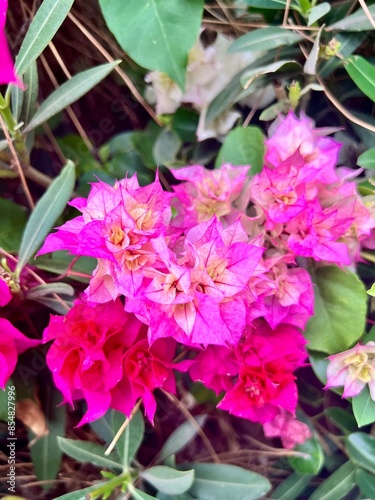 pink and white flowers