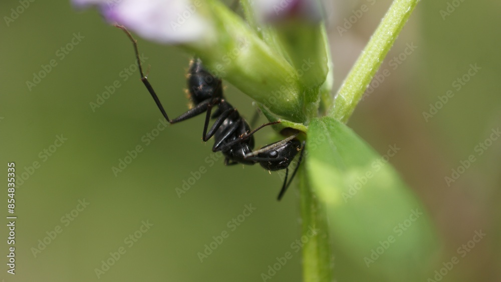 a black ant (Camponotus japonicus) in the grass a black ant (Camponotus japonicus) in the grass