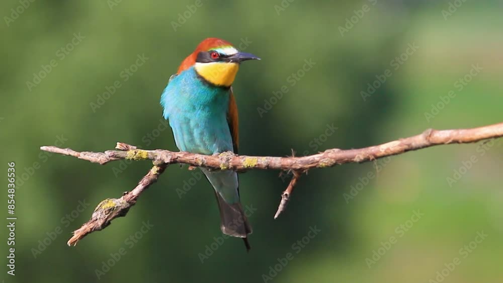 colored bird of paradise sings on a branch colored bird of paradise sings on a branch