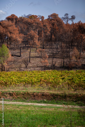 landscape after a fire at the edge of a vineyard