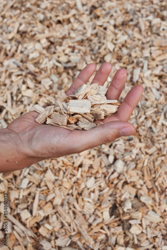 A hand holds shredded wood which is used to fuel wood boilers. photo