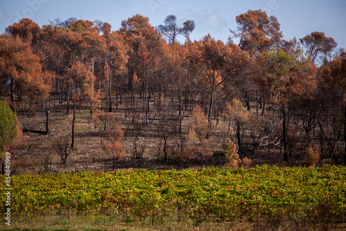 landscape after a fire at the edge of a vineyard