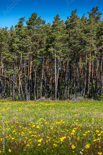 Scots pines in Lozère in France