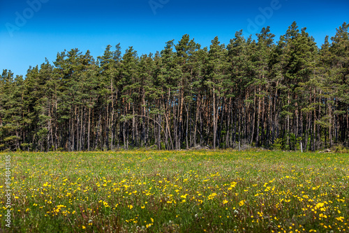 Scots pines in Lozère in France