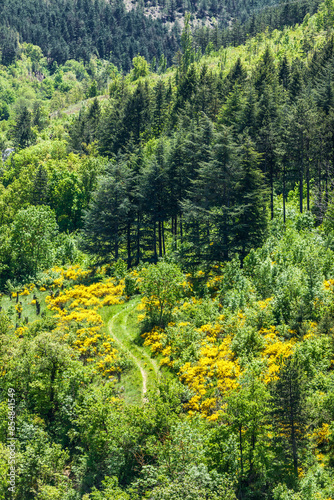 Scots pines in Lozère in France