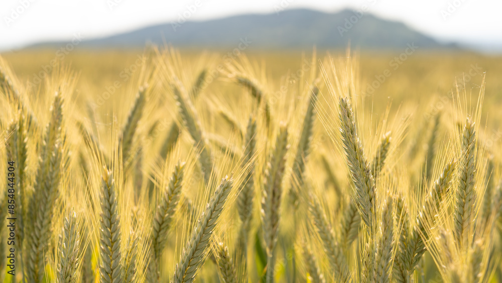 Fototapeta Agriculture background - Landscape of summer grain barley field under blue cloudy sky with sunshine in Germany