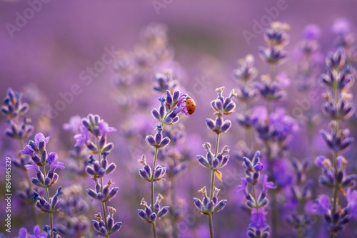 Fototapeta Naklejka Na Ścianę i Meble -  Lovely ladybug on blooming lavender purple flower on a field in gentle sunset light, amazing fragrant herb, natural agricultural background suitable for wallpaper or cover. Image with selective focus