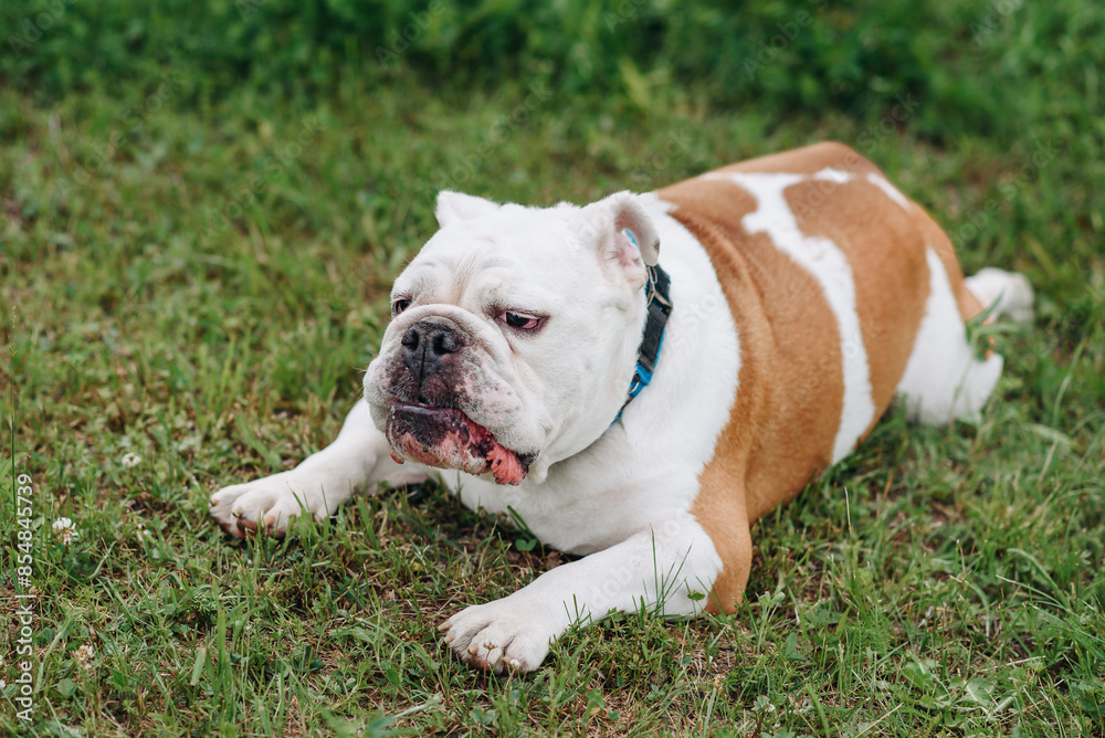 red and white English Bulldog lying on grass in park in sunny summer day, dogwalking concept red and white English Bulldog lying on grass in park in sunny summer day, dogwalking concept