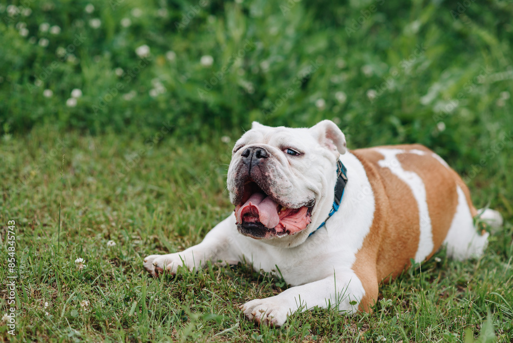red and white English Bulldog lying on grass in park in sunny summer day, dogwalking concept, copy space