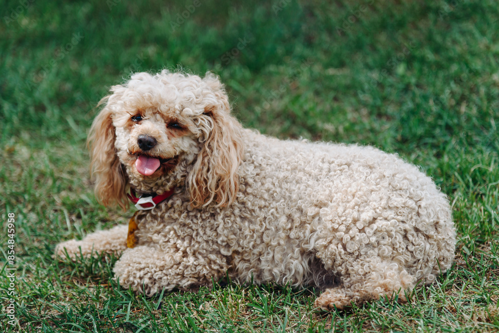 red poodle lying on green grass in park in sunny summer day, dogwalking concept red poodle lying on green grass in park in sunny summer day, dogwalking concept