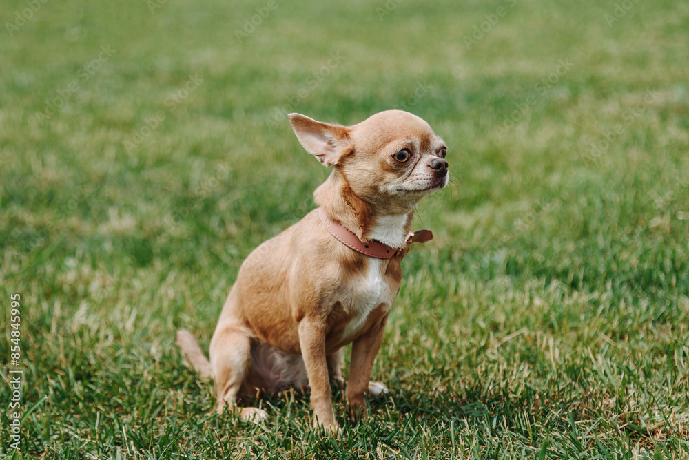 brown chihuahua sitting on green grass in park in sunny summer day, dogwalking concept brown chihuahua sitting on green grass in park in sunny summer day, dogwalking concept