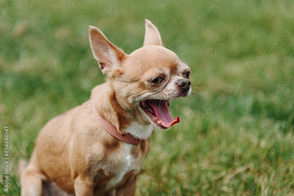 brown chihuahua sitting and yawning on green grass in park in sunny summer day, dogwalking concept, copy space brown chihuahua sitting and yawning on green grass in park in sunny summer day, dogwalking concept, copy space