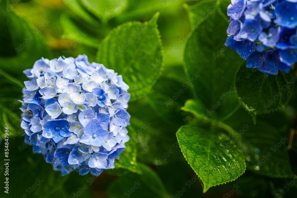 紫陽花が綺麗