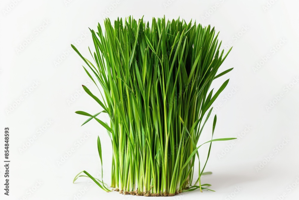 Fresh and Vibrant Wheatgrass Bouquet for Cats in Studio Photography Fresh and Vibrant Wheatgrass Bouquet for Cats in Studio Photography
